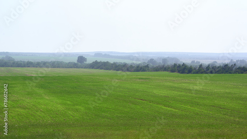 A beautiful green field with copse on the horizon. Panoramic view of the steppe in spring.