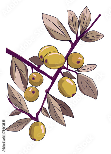 Olive branch with olives