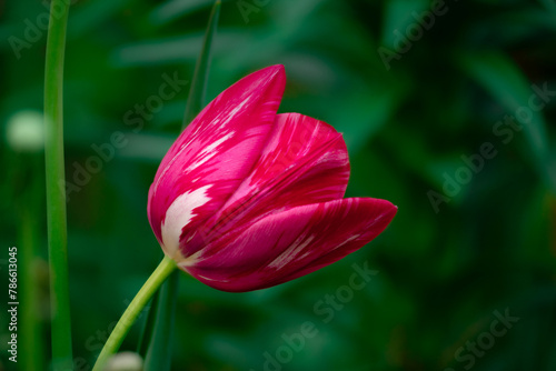 Beauty purple tulip in the garden