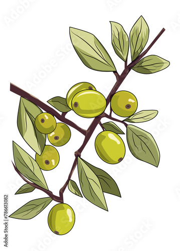 Olive branch with olives