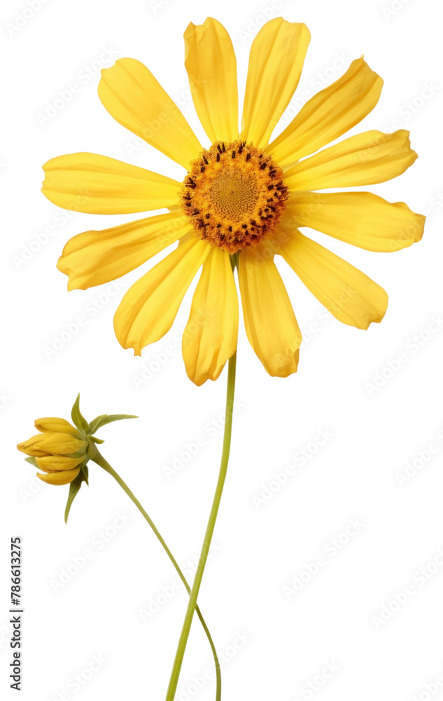 PNG Real Pressed a yellow zinniaes flower sunflower petal