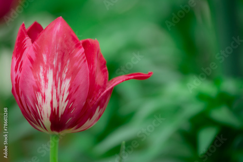 Close-up of the bright pink petals of a tulip flower. Bokeh background. Copy space.