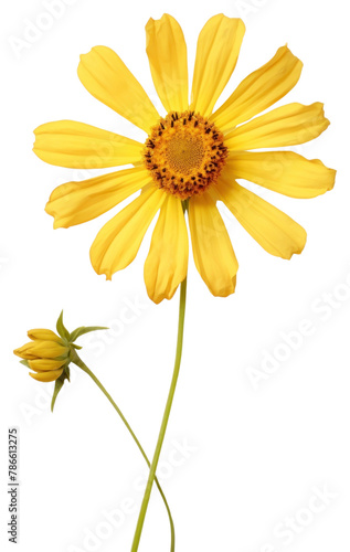 PNG Real Pressed a yellow zinniaes flower sunflower petal