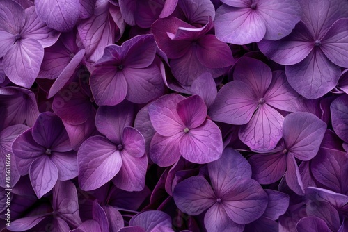 A close up of a bunch of purple flowers. Ideal for nature and garden themed designs © Fotograf