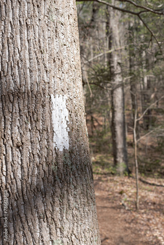 Appalachian Trail White blaze trail marker on a tree trunk near hiking path.