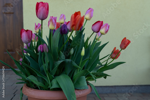 Kolorowe tulipany w donicy © Mateusz