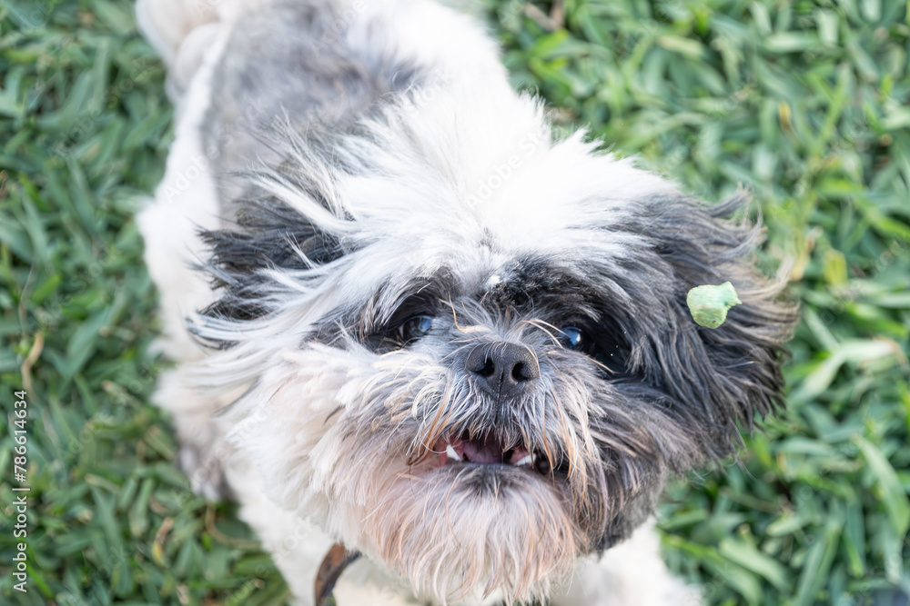 Beautiful shih tzu makes funny faces when he tries to grab a cookie in the air. Beautiful shih tzu makes funny faces when he tries to grab a cookie in the air.