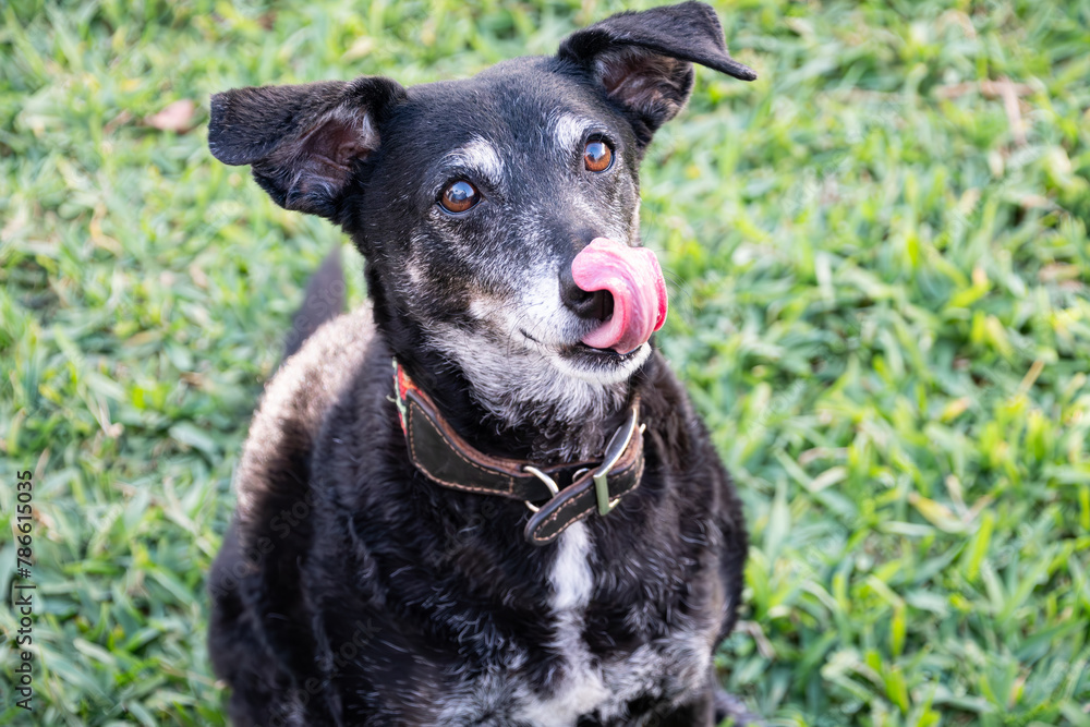 Cute old black mongrel dog sticks out his tongue with a longing face to eat