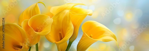 yellow tulip flower