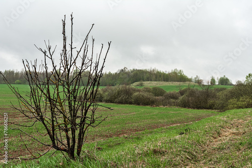 A lone tree stands amidst a field with surrounding shrubs and grassland