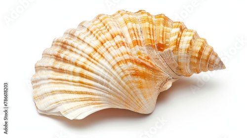 Sea shell isolated on a white background. Clipping Path