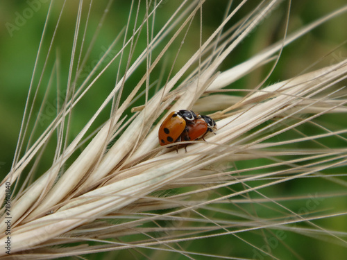 Adonis ladybird beetle (Hippodamia variegata), also known as variegated ladybug or spotted amber lady beetle, a mating pair on an ear of rye