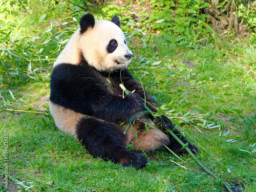 Open eyed giant panda with a contented look pausing while eating bamboo, Beauval zoo, France
