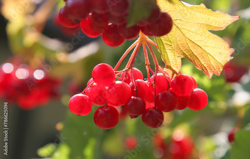 Red viburnum, bunch of ripe berries with leaves photo