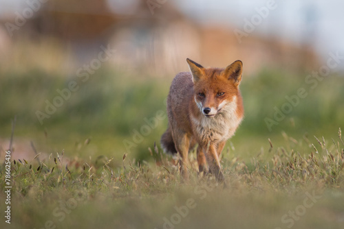 Red Fox close up low level close up in open summers field evening looking at camera head on walking  © JTP Photography