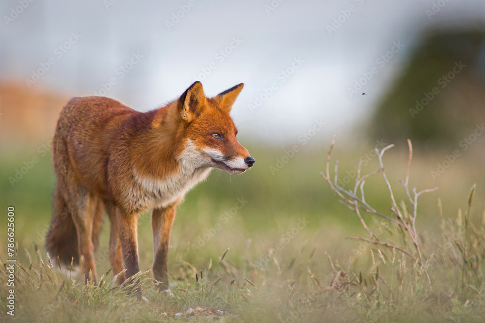 Obraz premium Red Fox standing in A Nature Background in the Dunes