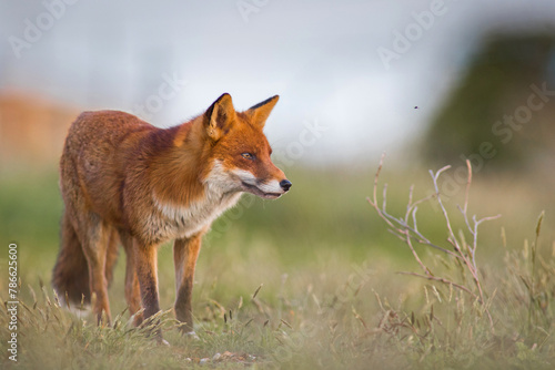 Red Fox standing in A Nature Background in the Dunes © JTP Photography