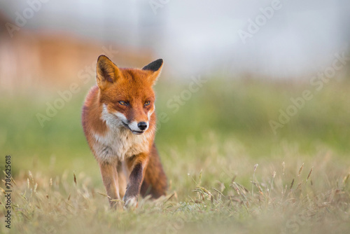 red fox vulpes close up sat in summers green grass, head on looking to the side in sunlight © JTP Photography