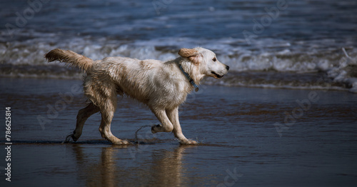 Golden Retriever on the beach, walking on the shoreline. 2/3