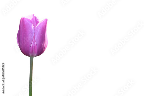 pink tulip flower on a white background with space to add text