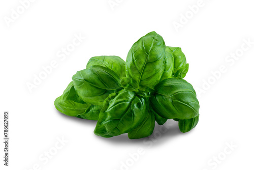 Green basil leaves lie on a white background