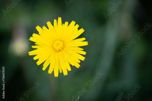 A Dandelion Flower in a Green Field