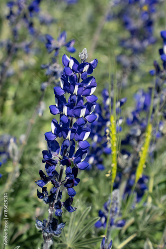 A Field of Blue Lupine