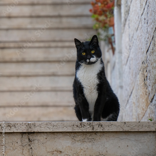 An Alley Cat on a Staircase