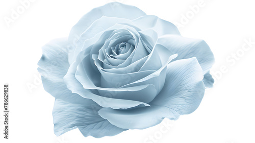 Light blue flower rose isolated on a white