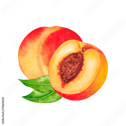 Whole Peach and Peach Half showing Stone. Watercolor hand drawn illustration, isolated on white background.