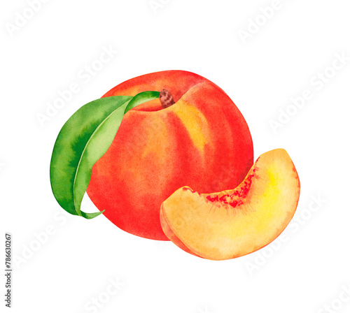 Watercolor peach. Botanical hand drawn illustration, isolated on white background.