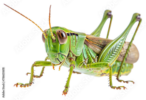 PNG Green grasshopper locust animal insect white background