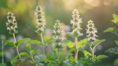 The Herbal Plant Pudina Also Known as Mentha spicata or Spearmint