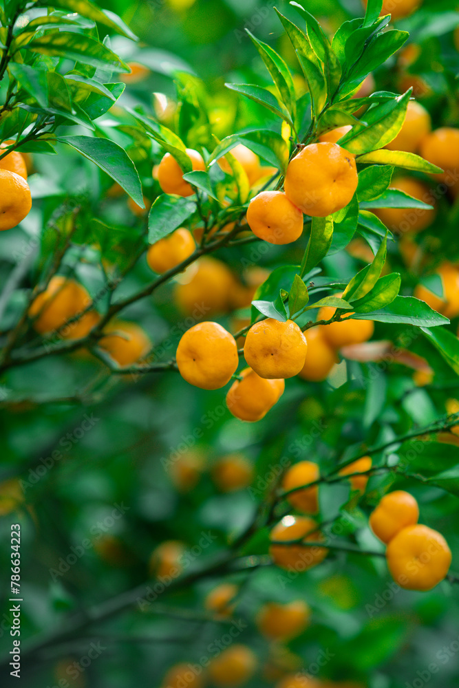  Orange trees with ripe fruits