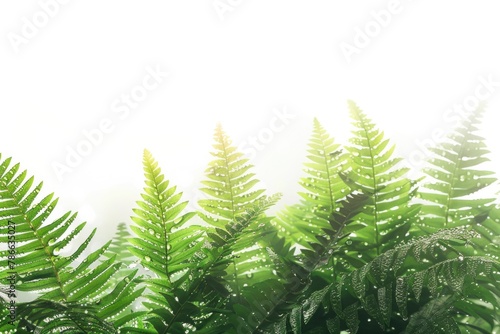 Lush Green Ferns Bathed in Sunlight on a Misty Morning