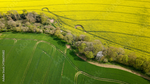 Champ de colza jaune et prairie verte délimités par une forêt vus de haut en drone photo