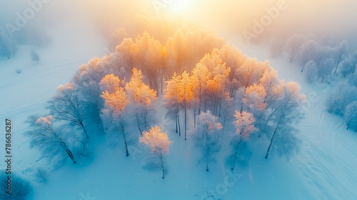 Winter Wonderland. Aerial View of Frosty Forest Landscape #786636287