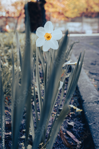 Daffodil in the garden. White narcissus flower in the spring. Springtime nature. Blossom flower. White small flower in bloom. April nature. Floral background. Nature in details. 