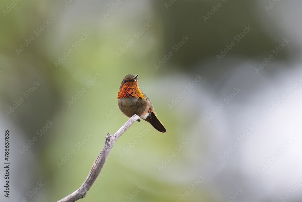Fototapeta premium Scintillant Hummingbird (Selasphorus scintilla)
