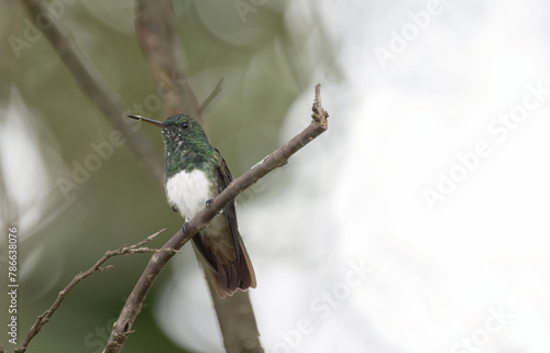 Snowy-bellied Hummingbird (Saucerottia edward) photo