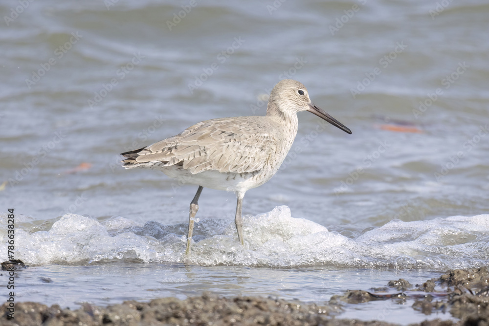 Willet (Tringa semipalmata) Willet (Tringa semipalmata)
