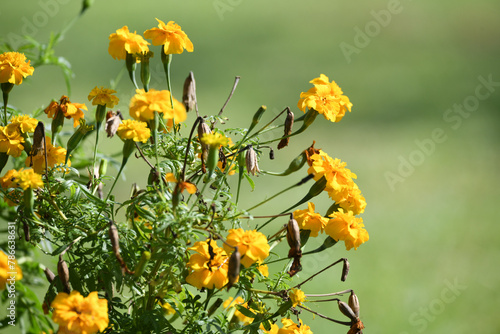 Close up of beautiful yellow flowers with a green blurred background