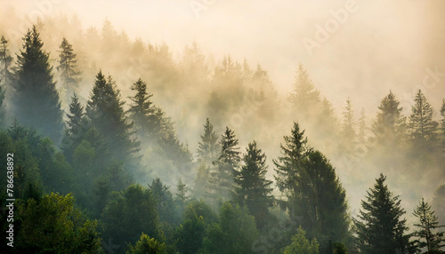 A forest filled with trees covered in fog and smoky in haze photo