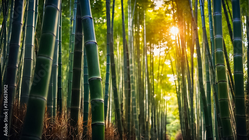 Stunning bamboo grove in Japan