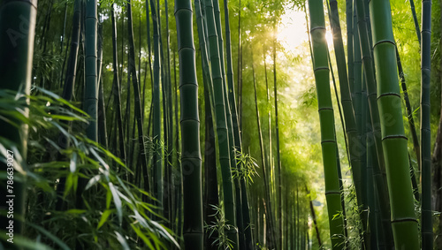 Stunning bamboo grove in Japan sunlight