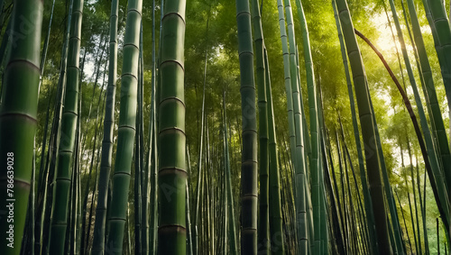 Stunning bamboo grove in Japan natural