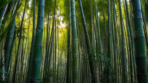 Stunning bamboo grove in Japan growth