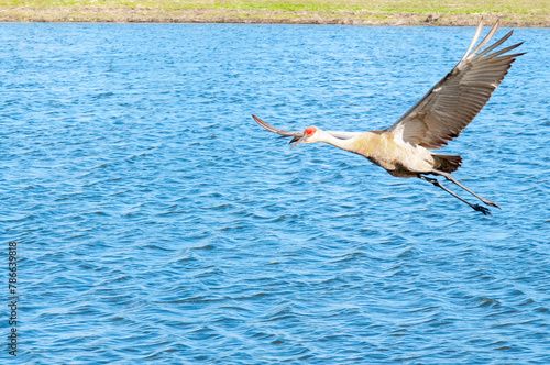 Side view, medium distance of, a Sand Hill crane, flying over tropical lake, on sunny morning