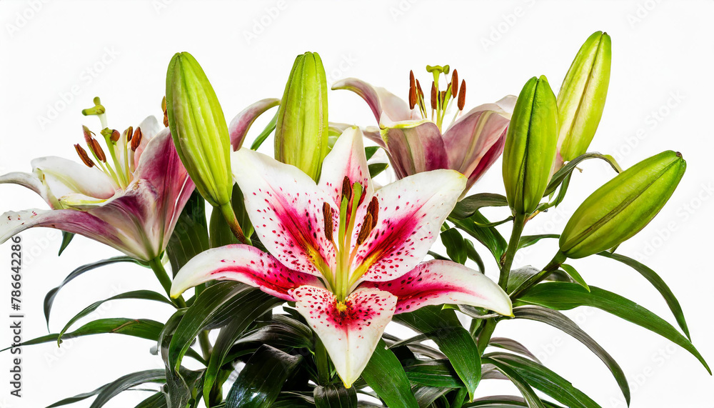 Naklejka premium Elegant blooming lilies with buds, cut out isolated on a white background