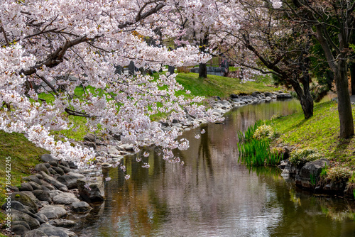 中島公園の桜（北海道札幌市中央区）